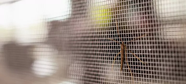 Repair Mosquito Mesh For Windows in Bartow, FL